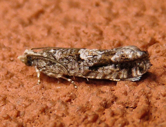 Chimoptesis gerulae