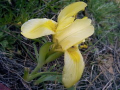 Iris humilis