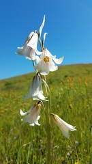 Fritillaria striata