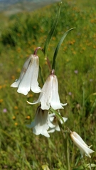 Fritillaria striata