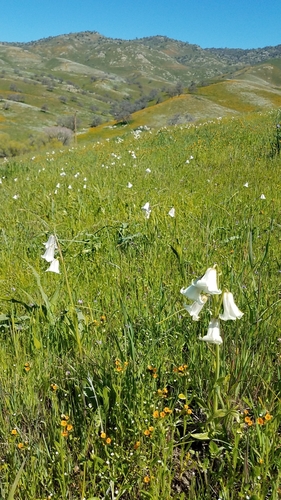 Image of Fritillaria striata by (c) Alan Rockefeller, some rights reserved (CC BY)