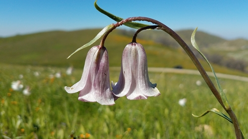 Image of Fritillaria striata by (c) Alan Rockefeller, some rights reserved (CC BY)