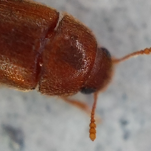 Hairy Fungus Beetle photo 4