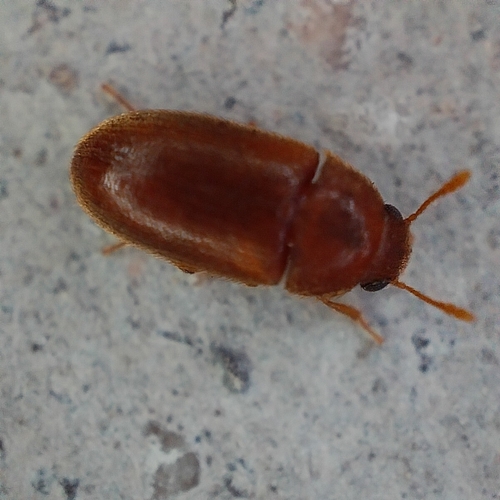 Hairy Fungus Beetle photo 5