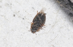 Labarrus lividus