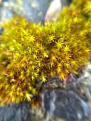 Vinealobryum vineale