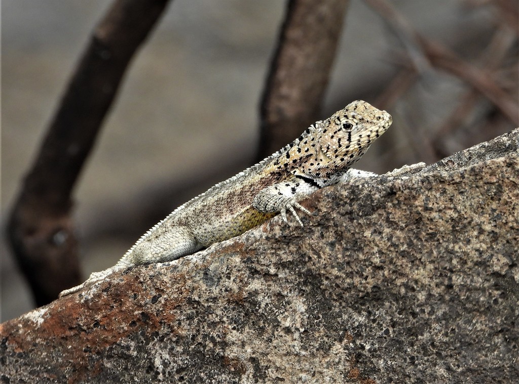 Desert Pacific Iguana