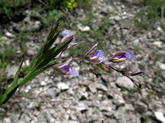 Polygala sibirica