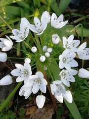 Allium neapolitanum
