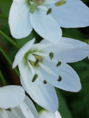 Allium neapolitanum