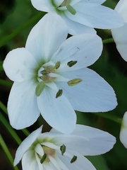 Allium neapolitanum