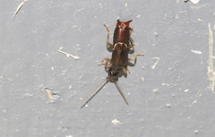 Nesogaster halli