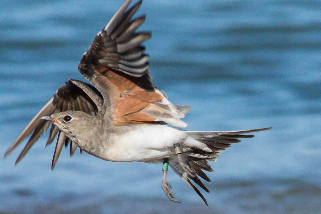 Collared Pratincole
