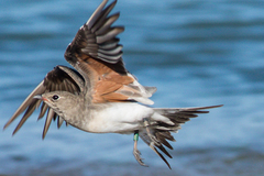 Collared Pratincole photo 1