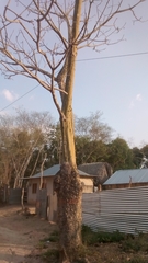 Pseudobombax septenatum