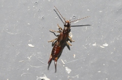 Nesogaster halli