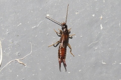 Nesogaster halli