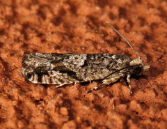 Chimoptesis gerulae