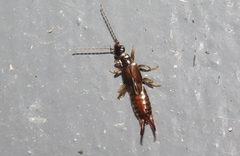 Nesogaster halli