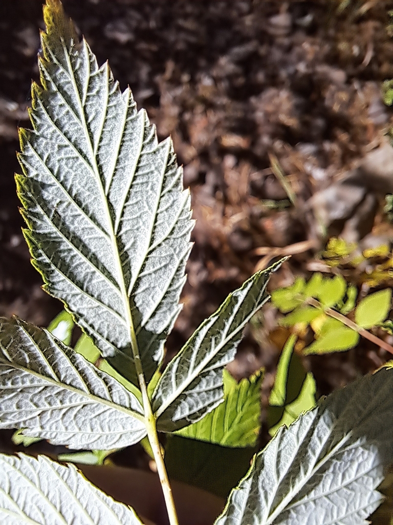red raspberry from Mt Lemmon, AZ 85619, USA on October 19, 2023 at 09: ...