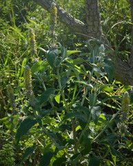 Buddleja stachyoides
