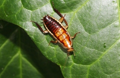 Drymaplaneta heydeniana