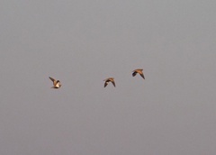 Pterocles orientalis