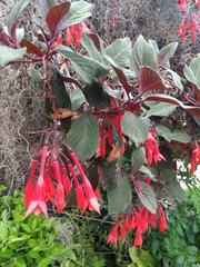 Fuchsia triphylla