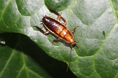 Drymaplaneta heydeniana