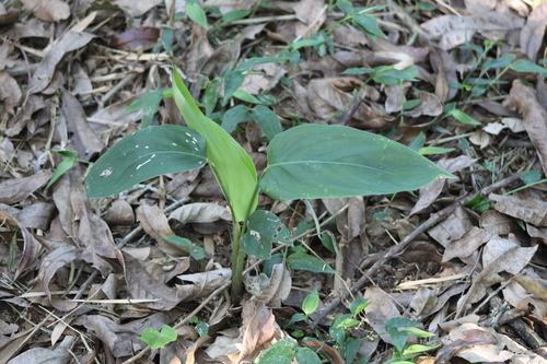 Maranta sobolifera, photograph 3
