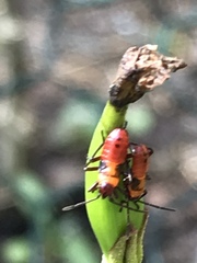 Oncopeltus cingulifer