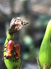 Oncopeltus cingulifer