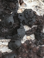 Annulohypoxylon annulatum