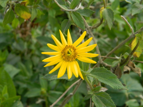 Wedelia silphioides