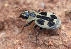 Graphipterus distinctus