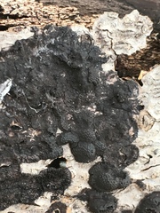 Annulohypoxylon annulatum