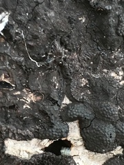 Annulohypoxylon annulatum