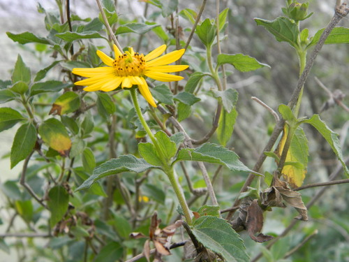 Wedelia silphioides, photograph 1
