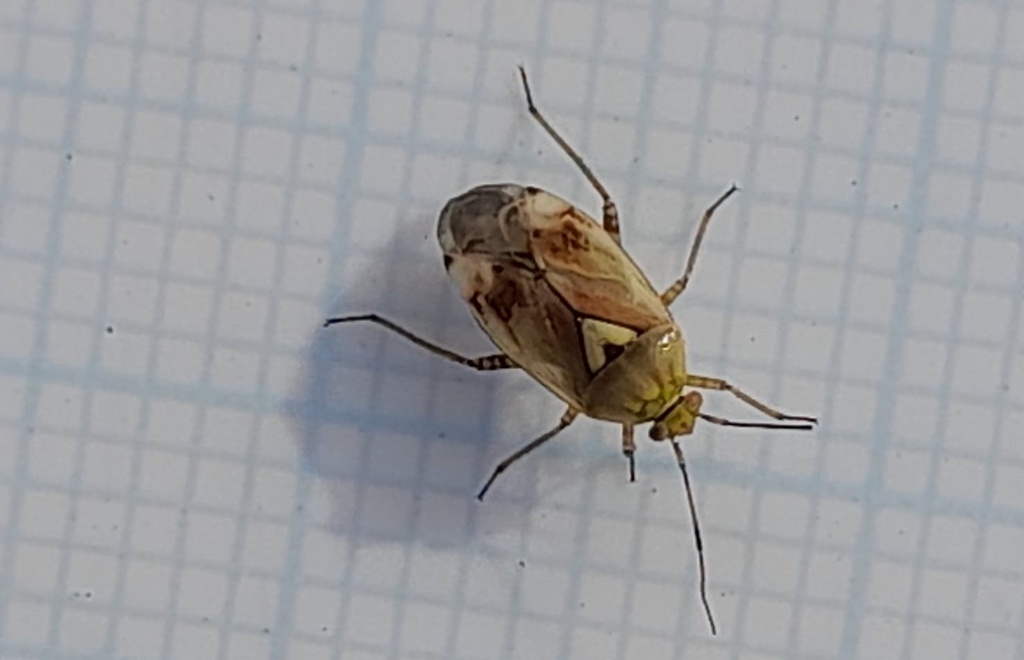 Lygus from Church, Newark NG24 3RP, UK on 2023년 10월 18일 (수) by roose543 · iNaturalist Genus Lygus