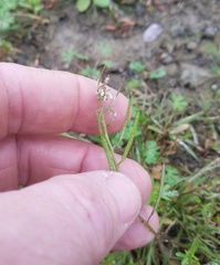Planodes virginicum