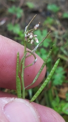 Planodes virginicum