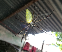 Trichonephila clavipes