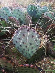 Opuntia pyrocarpa