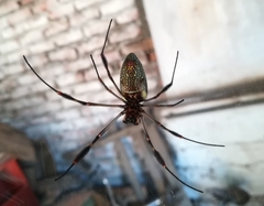 Trichonephila clavipes