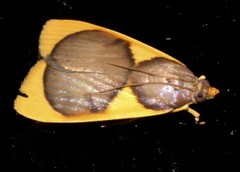 Prooedema inscisalis