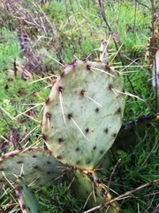Opuntia pyrocarpa