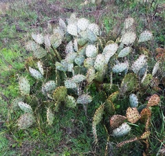 Opuntia pyrocarpa