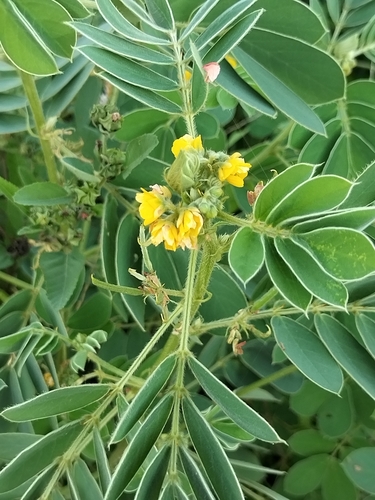 Image of Senna uniflora by no rights reserved