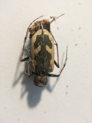 Neocicindela latecincta