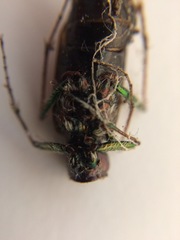 Neocicindela latecincta
